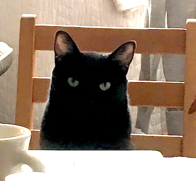 black cat sitting at the table